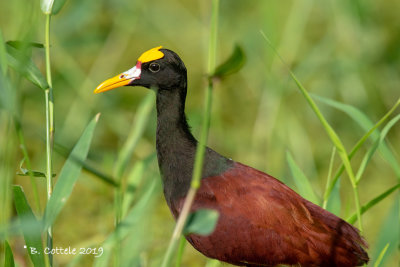 Jacana - Northern Jacana - Jacana spinosa