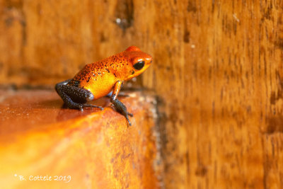 Strawberry Poison Dart Frog - Oophaga pumilio