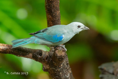 Bisschopstangare - Blue-gray Tanager