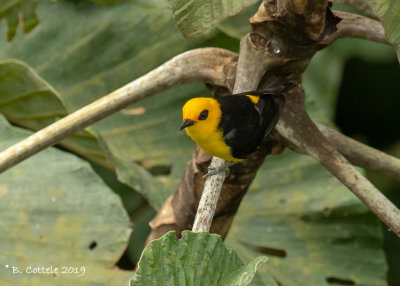 Citroentangare - Black-and-yellow Tanager