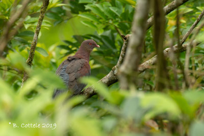 Roodsnavelduif - Red-billed Pigeon