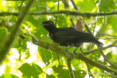 Penseelparasolvogel - Bare-necked Umbrellabird