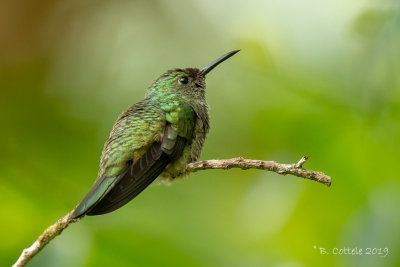 Schubborstkolibrie - Scaly-breasted Hummingbird