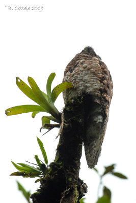 Vale Reuzennachtzwaluw - Great Potoo