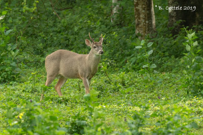 Virginiahert - White-tailed Deer - Odocoileus virginianus