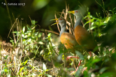Cayennebosral - Gray-necked Wood-rail