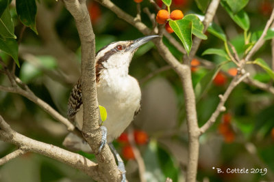 Roodrugwinterkoning - Rufous-backed Wren - Campylorhynchus capistratus