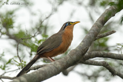Lijsterkoekoek - Lesser Ground-cuckoo