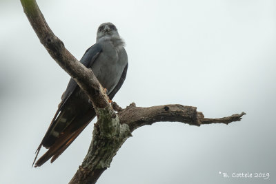 Mississippiwouw - Mississippi Kite - Ictinia mississippiensis