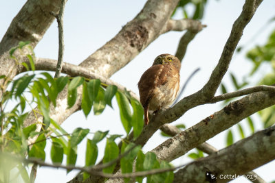 Braziliaanse Dwerguil - Ferruginous Pygmy-Owl 