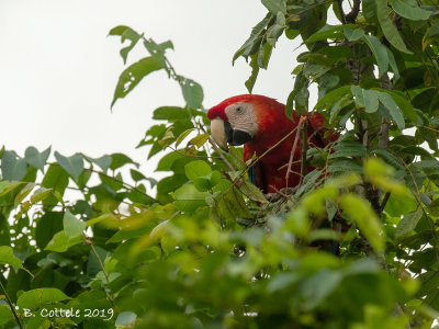 Geelvleugelara - Scarlet Macaw