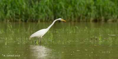 Grote Zilverreiger - Great Egret