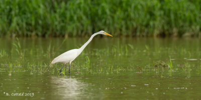 Grote Zilverreiger - Great Egret - Ardea alba