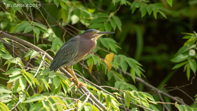 Groene Reiger - Green Heron