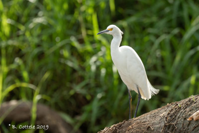 Amerikaanse Kleine Zilverreiger - Snowy Egret