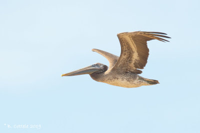Bruine Pelikaan - Brown Pelican  - Pelecanus occidentalis