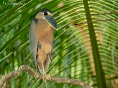 Schuitbekreiger - Boat-billed Heron - Cochlearius cochlearius