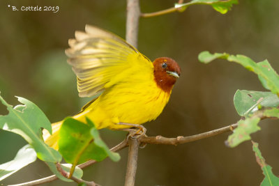 Mangrovezanger - American Yellow Warbler