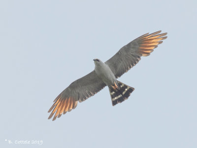 Donkergrijze Wouw - Plumbeous Kite