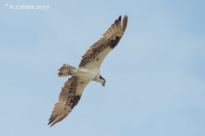 Visarend - Osprey - Pandion haliaetus 