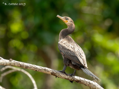 Bigua-aalscholver - Neotropic Cormorant - Phalacrocorax brasilianus 