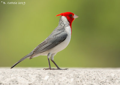 Roodkuifkardinaal - Red-crested Cardinal