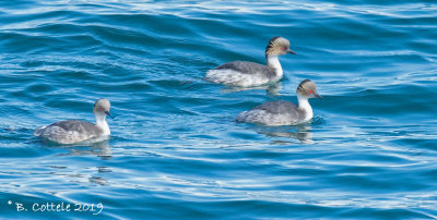 Zilverfuut - Silvery Grebe