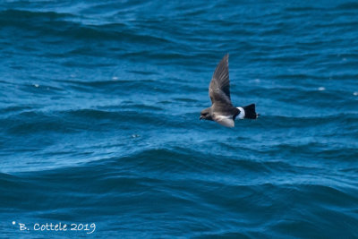 Wilsons' Stormvogeltje - Wilson's Storm-petrel - Oceanites oceanicus