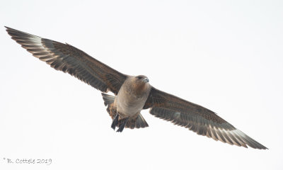 Chileense Grote Jager - Chilean Skua