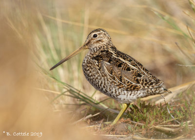 Zuid-Amerikaanse Snip - Magellanic Snipe - Gallinago paraguaiae magellanica