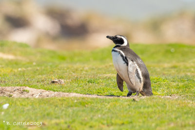 Magelhaenpinguïn - Magellanic Penguin