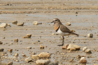 Patagonische Plevier - Rufous-chested Dotterel