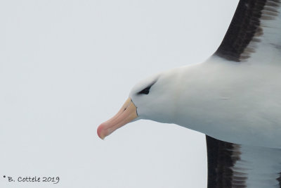Wenkbrauwalbatros - Black-browed Albatross - Thalassarche melanophrys