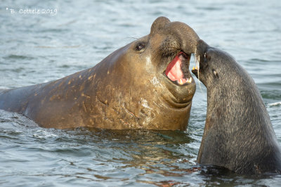 Zuidelijke Zeeolifant - Southern Elephant Seal - Mirounga leonina en Kerguelenzeebeer - Antarctic Fur Seal - Arctocephalus gaze 