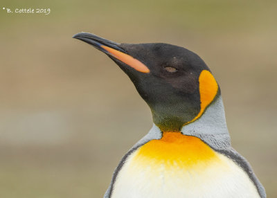 Koningspinguïn - King Penguin - Aptenodytes patagonicus