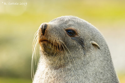 Kerguelenzeebeer - Antarctic Fur Seal - Arctocephalus gazella