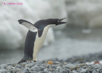 Adéliepinguïn - Adélie Penguin