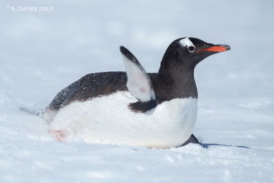 Ezelspinguïn - Gentoo Penguin - Pygoscelis papua