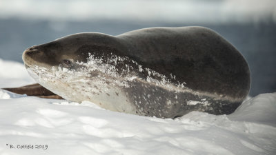 Zeeluipaard - Leopard Seal - Hydrurga leptonyx