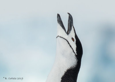 Stormbandpinguïn - Chinstrap Penguin - Pygoscellis antarctica