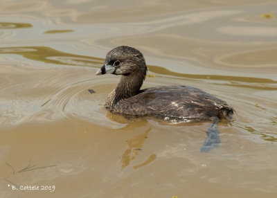 Dikbekfuut - Pied-billed Grebe - Podylimbus podiceps