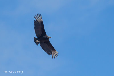 Zwarte Gier - Black Vulture