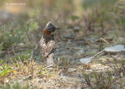 Roodkraaggors - Rufous-collared Sparrow