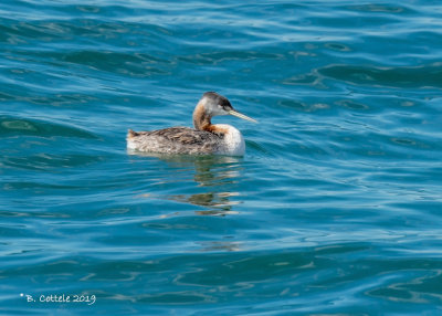 Grote Fuut - Great Grebe