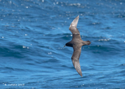 Witkinstormvogel - White-chinned Petrel