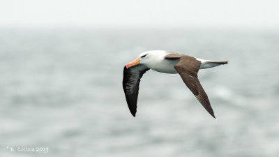 Wenkbrauwalbatros - Black-browed Albatross - Thalassarche melanophris