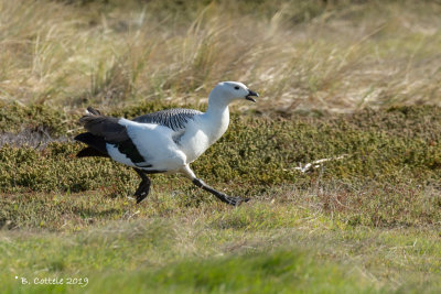 Magelhaengans - Upland Goose - Chloephaga picta