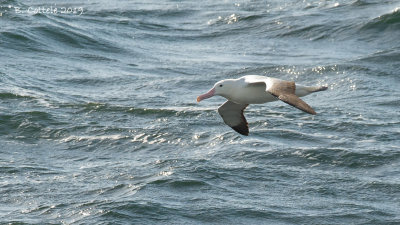 Zuidelijke Koningsalbatros - Southern Royal Albatross