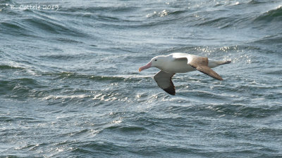 Zuidelijke Koningsabatros - Southern Royal Albatross - Diomedea epomophora