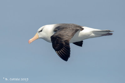 Wenkbrauwalbatros - Black-browed Albatross